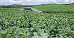 Venda de Fazenda 1.349,71 has Alta Produtividade | Primavera do Leste/MT Venda de Fazenda 1.349,71 has Alta Produtividade | Primavera do Leste/MT