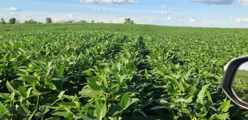 Venda de Fazenda 1.349,71 has Alta Produtividade | Primavera do Leste/MT