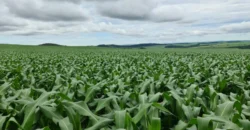 Venda de Fazenda 1.349,71 has Alta Produtividade | Primavera do Leste/MT Venda de Fazenda 1.349,71 has Alta Produtividade | Primavera do Leste/MT