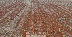 Venda de Fazenda 1.349,71 has Alta Produtividade | Primavera do Leste/MT Venda de Fazenda 1.349,71 has Alta Produtividade | Primavera do Leste/MT