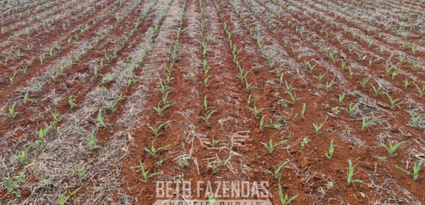Venda de Fazenda 1.349,71 has Alta Produtividade | Primavera do Leste/MT