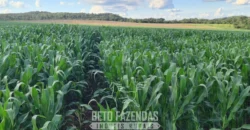 Venda de Fazenda 1.349,71 has Alta Produtividade | Primavera do Leste/MT Venda de Fazenda 1.349,71 has Alta Produtividade | Primavera do Leste/MT