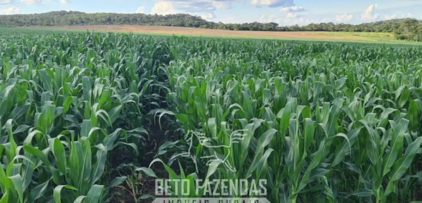 Venda de Fazenda 1.349,71 has Alta Produtividade | Primavera do Leste/MT