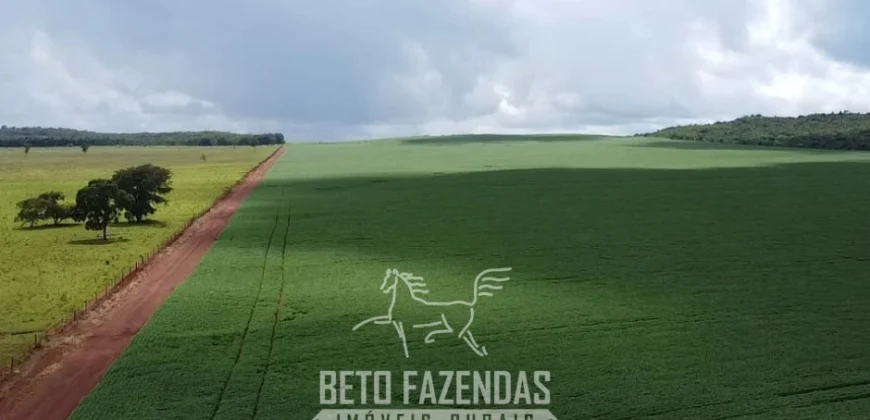 Venda de Fazenda 1.349,71 has Alta Produtividade | Primavera do Leste/MT