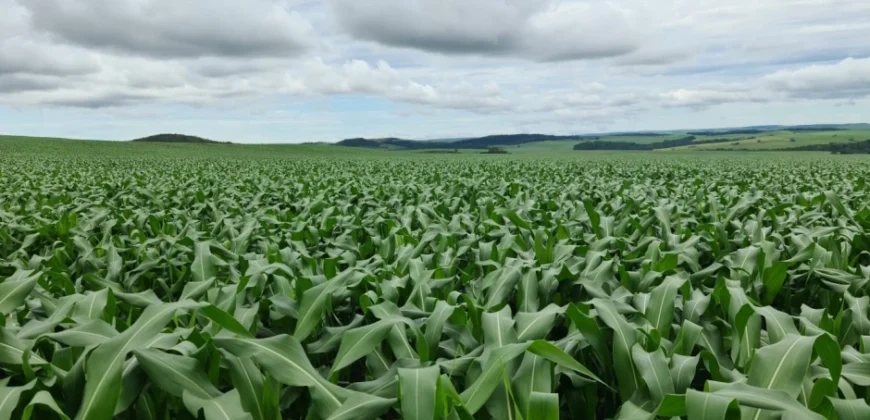Venda de Fazenda 1.349,71 has Alta Produtividade | Primavera do Leste/MT