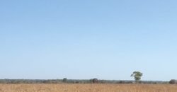 Fazenda Produtiva 13.977 ha Infra Completa no Vale do Araguaia | Cocalinho /MT