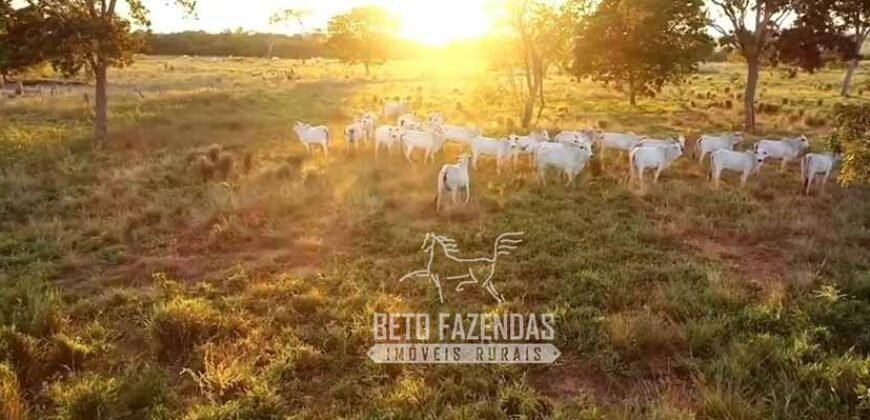 Fazenda Produtiva 13.977 ha Infra Completa no Vale do Araguaia | Cocalinho /MT