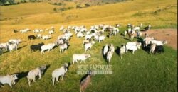Fazenda à Venda 520 alqueires Infraestrutura Industrial | São João da Boa Vista/ SP
