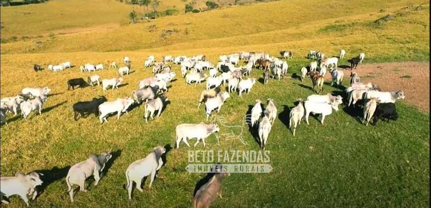 Fazenda à Venda 520 alqueires Infraestrutura Industrial | São João da Boa Vista/ SP