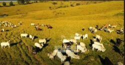 Fazenda à Venda 520 alqueires Infraestrutura Industrial | São João da Boa Vista/ SP