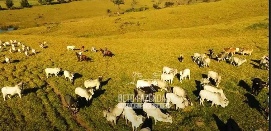 Fazenda à Venda 520 alqueires Infraestrutura Industrial | São João da Boa Vista/ SP