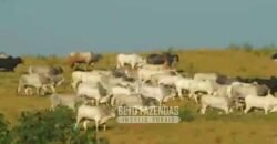 Fazenda à Venda 520 alqueires Infraestrutura Industrial | São João da Boa Vista/ SP