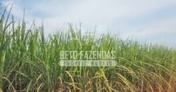 Fazenda de Cana à Venda 6.292 Hectares Região de Piracicaba/Capivari/Campinas/ SP