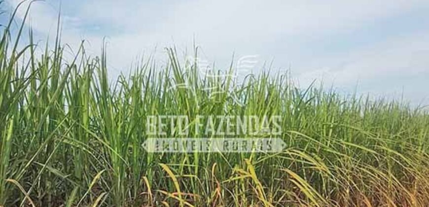 Fazenda de Cana à Venda 6.292 Hectares Região de Piracicaba/Capivari/Campinas/ SP