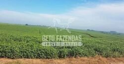 Fazenda de Cana à Venda 6.292 Hectares Região de Piracicaba/Capivari/Campinas/ SP