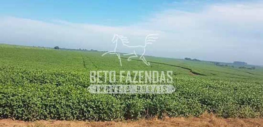 Fazenda de Cana à Venda 6.292 Hectares Região de Piracicaba/Capivari/Campinas/ SP