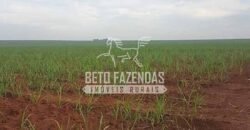 Fazenda de Cana à Venda 6.292 Hectares Região de Piracicaba/Capivari/Campinas/ SP