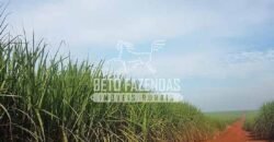 Fazenda de Cana à Venda 6.292 Hectares Região de Piracicaba/Capivari/Campinas/ SP