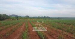 Fazenda de Cana à Venda 6.292 Hectares Região de Piracicaba/Capivari/Campinas/ SP