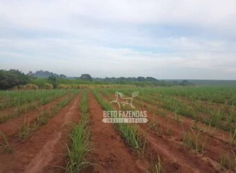 Fazenda de Cana à Venda 6.292 Hectares Região de Piracicaba/Capivari/Campinas/ SP