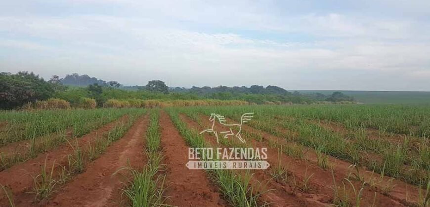 Fazenda de Cana à Venda 6.292 Hectares Região de Piracicaba/Capivari/Campinas/ SP