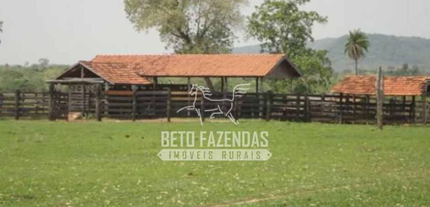 Fazenda Gigante à Venda 149.132 Has Potencial Agrícola | Rondolândia/ MT