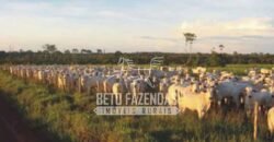 Fazenda Gigante à Venda 149.132 Has Potencial Agrícola | Rondolândia/ MT