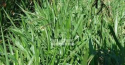 Fazenda Gigante à Venda 149.132 Has Potencial Agrícola | Rondolândia/ MT