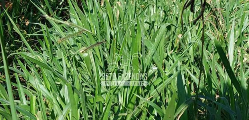 Fazenda Gigante à Venda 149.132 Has Potencial Agrícola | Rondolândia/ MT