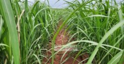 Fazenda de Cana à Venda 4.800 e 5.000 Alqueires | Campinas e Região/ SP Fazenda de Cana à Venda 4.800 e 5.000 Alqueires | Campinas e Região/ SP