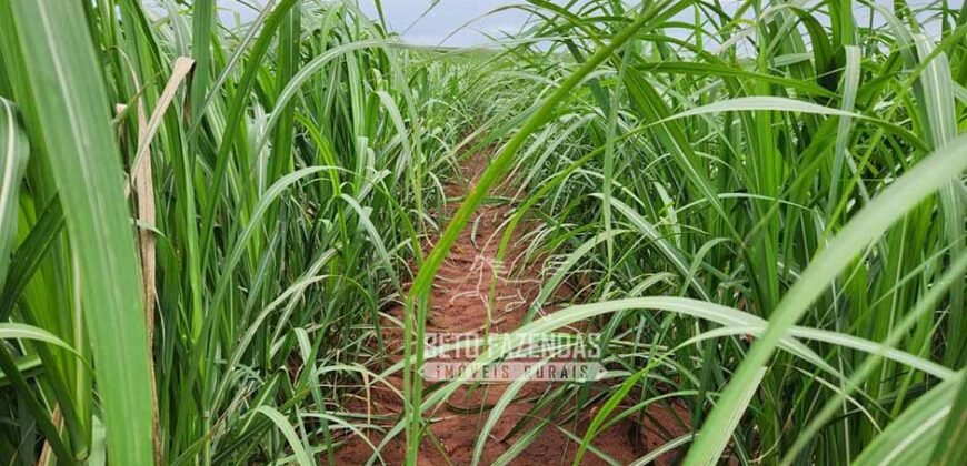 Fazenda de Cana à Venda 4.800 e 5.000 Alqueires | Campinas e Região/ SP Fazenda de Cana à Venda 4.800 e 5.000 Alqueires | Campinas e Região/ SP