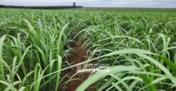 Fazenda de Cana à Venda 4.800 e 5.000 Alqueires | Campinas e Região/ SP Fazenda de Cana à Venda 4.800 e 5.000 Alqueires | Campinas e Região/ SP