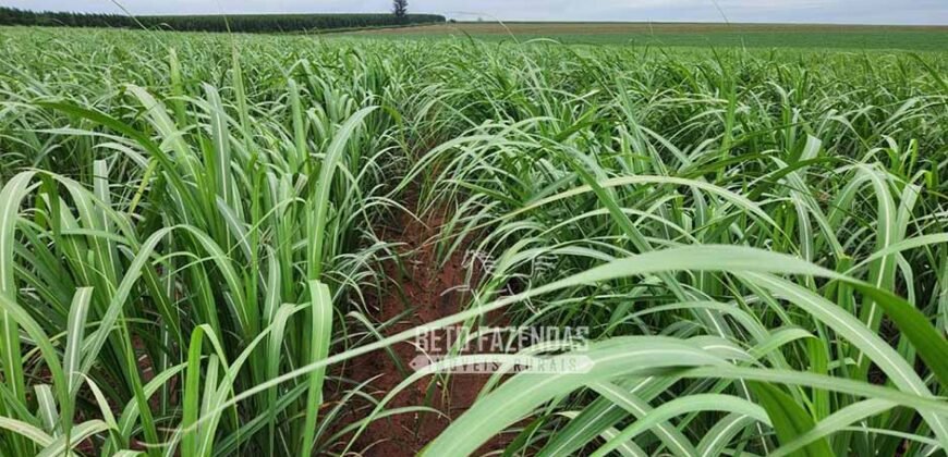 Fazenda de Cana à Venda 4.800 e 5.000 Alqueires | Campinas e Região/ SP Fazenda de Cana à Venda 4.800 e 5.000 Alqueires | Campinas e Região/ SP