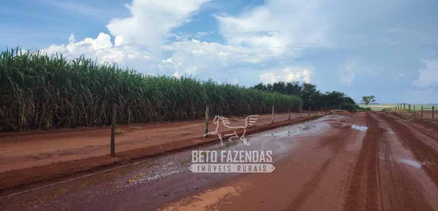 Fazenda de Cana à Venda 4.800 e 5.000 Alqueires | Campinas e Região/ SP Fazenda de Cana à Venda 4.800 e 5.000 Alqueires | Campinas e Região/ SP