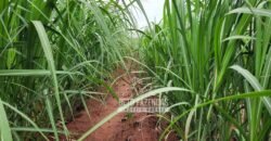 Fazenda de Cana à Venda 4.800 e 5.000 Alqueires | Campinas e Região/ SP Fazenda de Cana à Venda 4.800 e 5.000 Alqueires | Campinas e Região/ SP