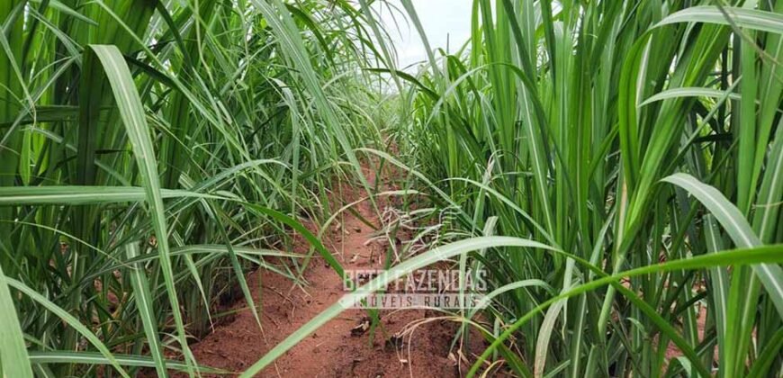 Fazenda de Cana à Venda 4.800 e 5.000 Alqueires | Campinas e Região/ SP Fazenda de Cana à Venda 4.800 e 5.000 Alqueires | Campinas e Região/ SP