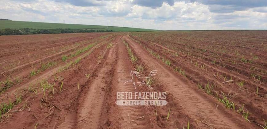 Fazenda de Cana à Venda 4.800 e 5.000 Alqueires | Campinas e Região/ SP Fazenda de Cana à Venda 4.800 e 5.000 Alqueires | Campinas e Região/ SP