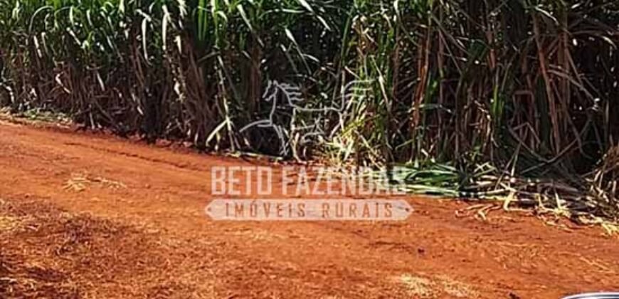 Fazenda de Cana à Venda 4.800 e 5.000 Alqueires | Campinas e Região/ SP Fazenda de Cana à Venda 4.800 e 5.000 Alqueires | Campinas e Região/ SP