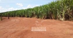 Fazenda de Cana à Venda 4.800 e 5.000 Alqueires | Campinas e Região/ SP Fazenda de Cana à Venda 4.800 e 5.000 Alqueires | Campinas e Região/ SP