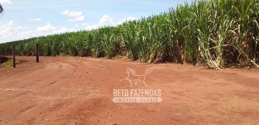 Fazenda de Cana à Venda 4.800 e 5.000 Alqueires | Campinas e Região/ SP Fazenda de Cana à Venda 4.800 e 5.000 Alqueires | Campinas e Região/ SP