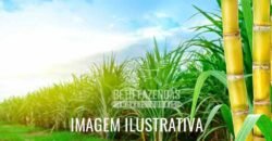 Fazenda à Venda 975 Has Grande Potencial p/ Lavoura de Cana | Ribeirão Preto/ SP