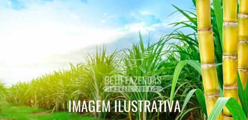 Fazenda à Venda 975 Has Grande Potencial p/ Lavoura de Cana | Ribeirão Preto/ SP