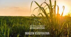 Fazenda à Venda 975 Has Grande Potencial p/ Lavoura de Cana | Ribeirão Preto/ SP