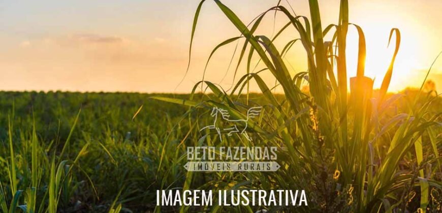 Fazenda à Venda 975 Has Grande Potencial p/ Lavoura de Cana | Ribeirão Preto/ SP