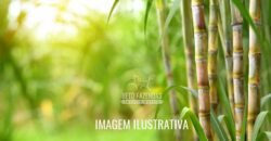 Fazenda à Venda 975 Has Grande Potencial p/ Lavoura de Cana | Ribeirão Preto/ SP