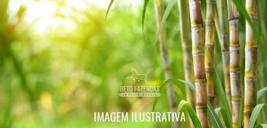 Fazenda à Venda 975 Has Grande Potencial p/ Lavoura de Cana | Ribeirão Preto/ SP