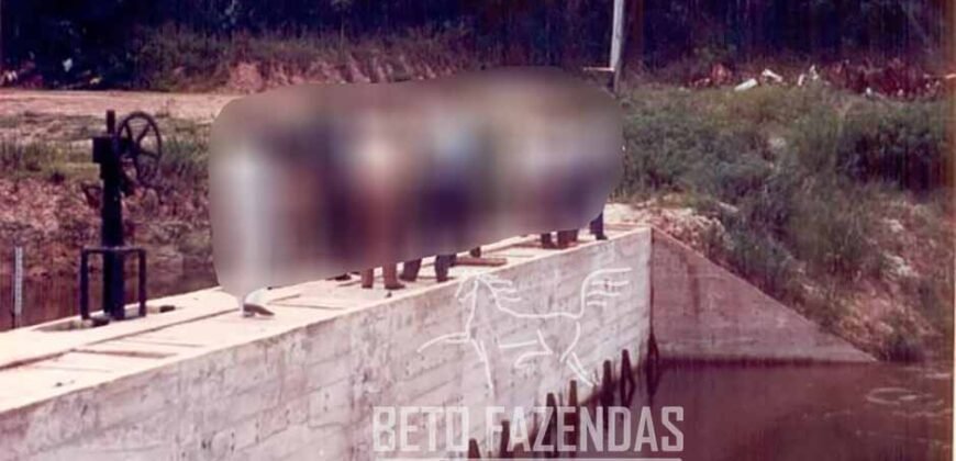 Fazenda à Venda 20.000 has Pecuária Bufalo e Lavoura | Almeirim/ PA Fazenda à Venda 20.000 has Pecuária Bufalo e Lavoura | Almeirim/ PA