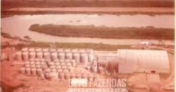 Fazenda à Venda 20.000 has Pecuária Bufalo e Lavoura | Almeirim/ PA Fazenda à Venda 20.000 has Pecuária Bufalo e Lavoura | Almeirim/ PA