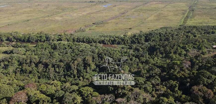 Fazenda à Venda 20.000 has Pecuária Bufalo e Lavoura | Almeirim/ PA Fazenda à Venda 20.000 has Pecuária Bufalo e Lavoura | Almeirim/ PA