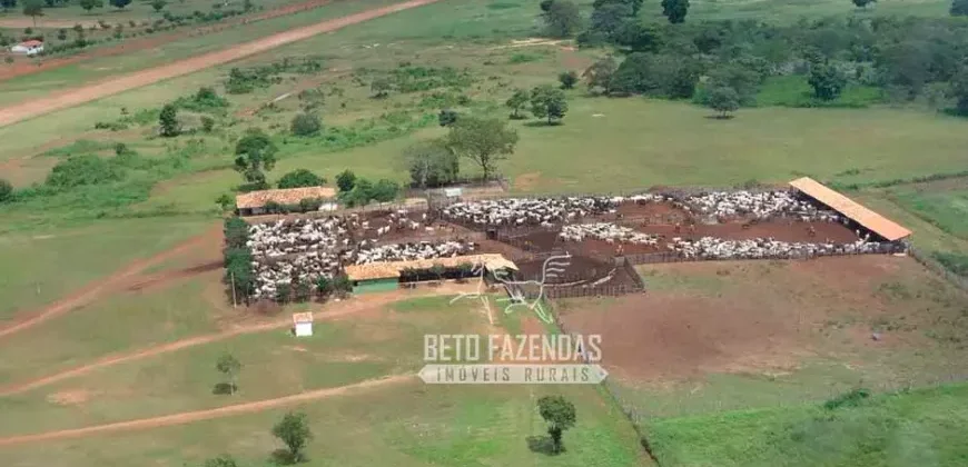 Venda de Fazenda de 176.000 hectares Gigante do Agronegócio | Aroazes/PI
